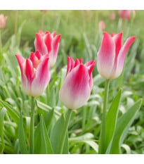 Tulipán Whispering Dream - Tulipa - cibuľoviny - 3 ks