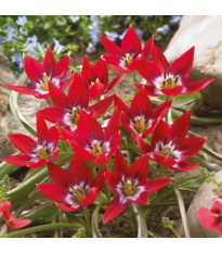 Tulipán Tiny Timo - Tulipa - cibuľoviny - 3 ks