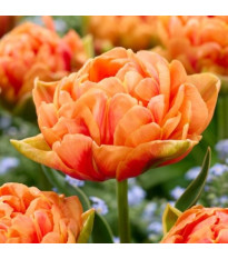 Tulipán Orange Flavour - Tulipa - cibuľoviny - 3 ks