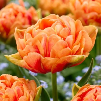 Tulipán Orange Flavour - Tulipa - cibuľoviny - 3 ks