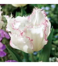 Tulipán Lady Smile - Tulipa - cibuloviny - 3 ks
