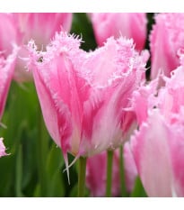 Tulipán Huis Ten Bosch - Tulipa - cibuľoviny - 3 ks