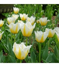 Tulipán Lemon Beauty - Tulipa - cibuľoviny - 3 ks