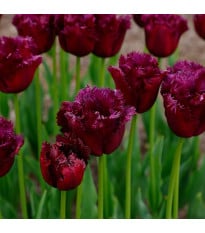 Tulipán Gorilla - Tulipa - cibuľoviny - 3 ks