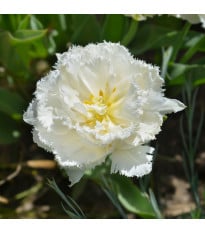 Tulipán Snow Crystal - Tulipa - cibuľoviny - 3 ks