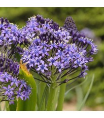 Scila mnohokvetá modrá - Scilla peruviana - cibuľa scily - 1 ks