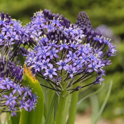 Scila mnohokvetá modrá - Scilla peruviana - cibuľa scily - 1 ks