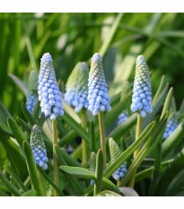 Modrica Babys Breath - Muscari neglectum - cibuľa modrice - 5 ks