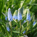 Modrica Babys Breath - Muscari neglectum - cibuľa modrice - 5 ks