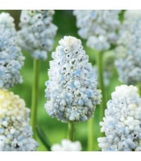 Modrica Natures Beauty - Muscari - cibuľa modrice - 5 ks