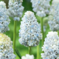 Modrica Natures Beauty - Muscari - cibuľa modrice - 5 ks