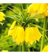 Korunkovka Early Passion - Fritillaria imperialis - cibuľa korunkovky - 1 ks