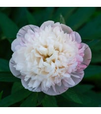 Pivónia lekárska Albumy Plienka - Paeonia officinalis - hľuzy pivónie - 1 ks