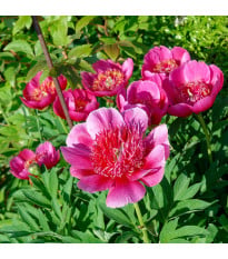 Pivónia lekárska Anemoniflora - Paeonia officinalis - hľuzy pivónie - 1 ks
