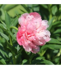 Pivonka lekárska Rosea Plienka - Paeonia officinalis - hľuzy pivonky - 1 ks