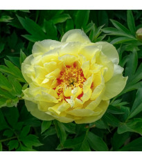 Pivonka Bartzella - Paeonia - hľuzy pivonky - 1 ks