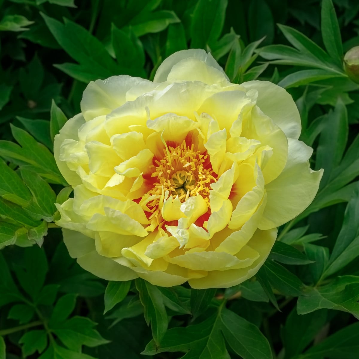 Pivonka Bartzella - Paeonia - hľuzy pivonky - 1 ks