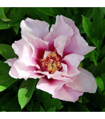Pivonka Cora Louise - Paeonia - hľuzy pivonky - 1 ks
