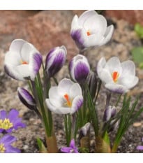 Krókus Lady Killer - Crocus chrysanthus - cibule krókusu - 3 ks