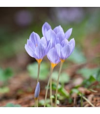 Krókus Pulchellus - Crocus - cibule krókusu - 3 ks