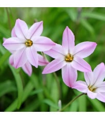 Jarná hviezdička Charlotte Bishop - Ipheion uniflorum - cibuľky ifejonu - 5 ks
