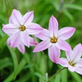 Jarná hviezdička Charlotte Bishop - Ipheion uniflorum - cibuľky ifejonu - 5 ks
