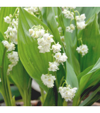 Konvalinka vonná viackvetá Prolificans - Convallaria majalis - voľnokorenné sadenice konvalinky - 1 ks