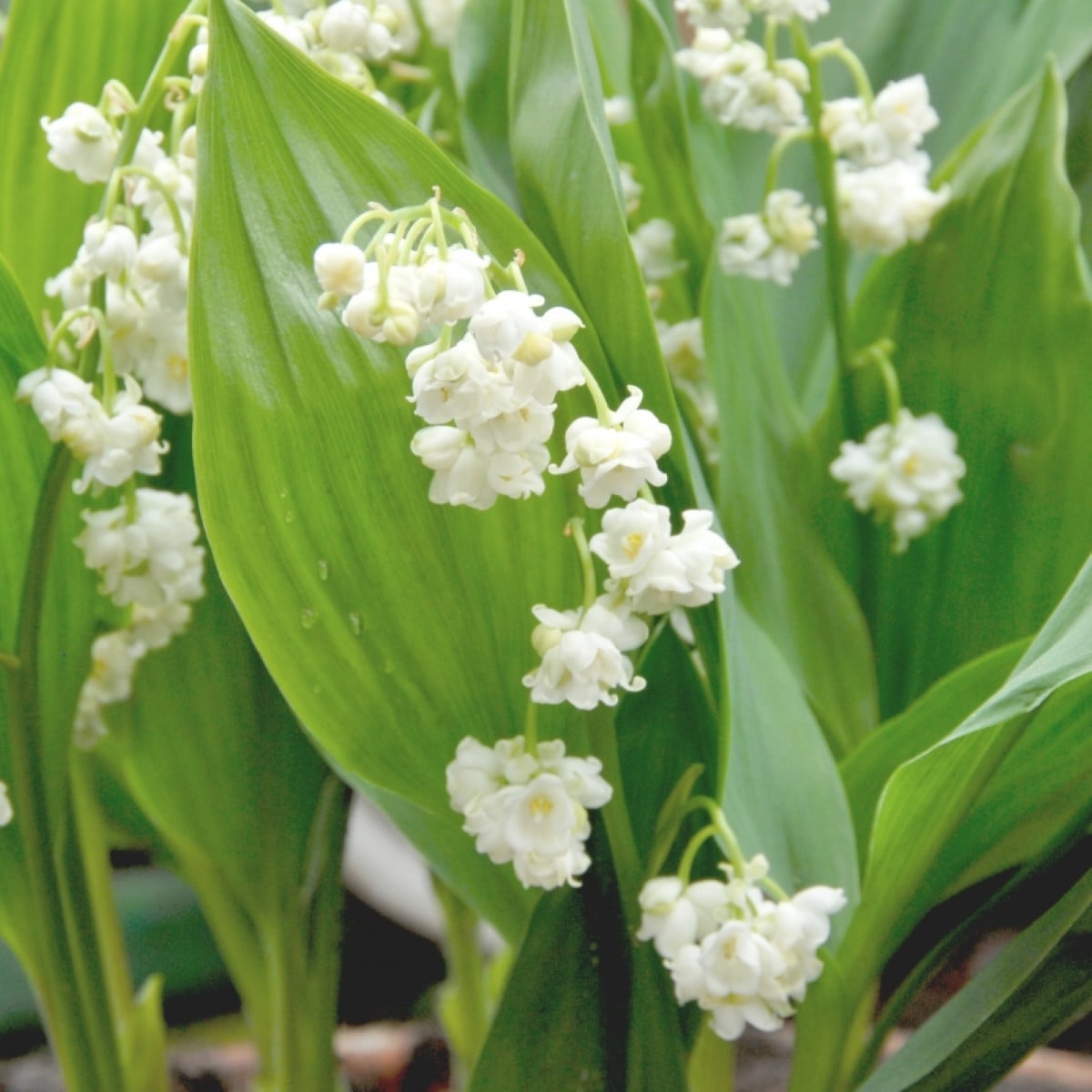 Konvalinka vonná viackvetá Prolificans - Convallaria majalis - voľnokorenné sadenice konvalinky - 1 ks