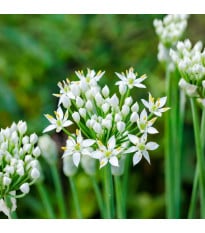 Pažítka cesnaková - Allium tuberosum - cibuľa okrasného cesnaku - 1 ks