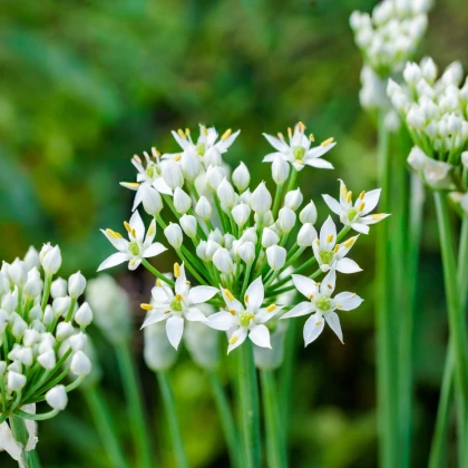 Pažítka cesnaková - Allium tuberosum - cibuľa okrasného cesnaku - 1 ks