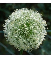 Cesnak Ping Pong - Allium - cibuľa okrasného cesnaku - 5 ks