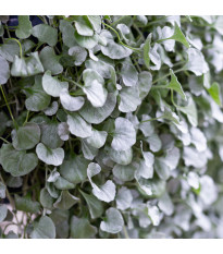Strieborný dážď Silver Falls - Dichondra emerald - semená strieborného dažďa - 6 ks