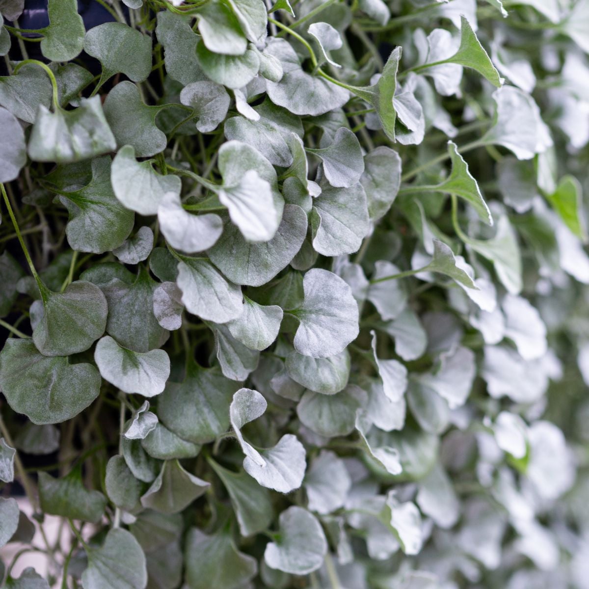 Strieborný dážď Silver Falls - Dichondra emerald - semená strieborného dažďa - 6 ks