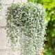 Strieborný dážď Silver Falls - Dichondra emerald - semená strieborného dažďa - 6 ks