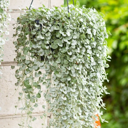 Strieborný dážď Silver Falls - Dichondra emerald - semená strieborného dažďa - 6 ks
