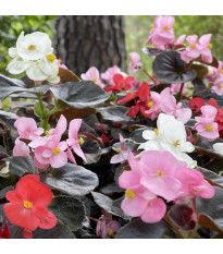 Begónia Nightlife Mix F1 - Begonia semperflorens - semená begónie - 12 ks