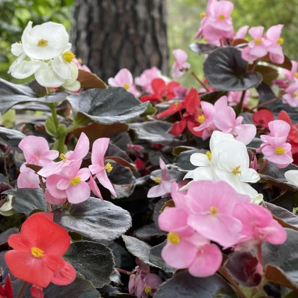 Begónia Nightlife Mix F1 - Begonia semperflorens - semená begónie - 12 ks