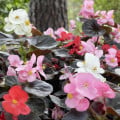 Begónia Nightlife Mix F1 - Begonia semperflorens - semená begónie - 12 ks