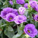 Eustoma Lilac F1 - Eustoma grandiflorum - semena eustomy - 12 ks