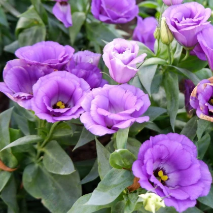 Eustoma Lilac F1 - Eustoma grandiflorum - semena eustomy - 12 ks