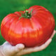 Paradajka Gigantomo - Solanum lycopersicum - semená - 5 ks