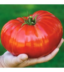 Paradajka Gigantomo - Solanum lycopersicum - semená - 5 ks