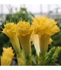 Durman metelový Double Yellow - Datura metel - semená durmanu - 5 ks