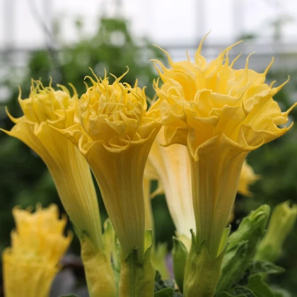 Durman metelový Double Yellow - Datura metel - semená durmanu - 5 ks