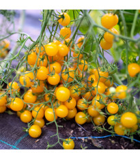 Paradajka Perlino žltá F1 - Solanum lycopersicum - semená paradajky - 6 ks