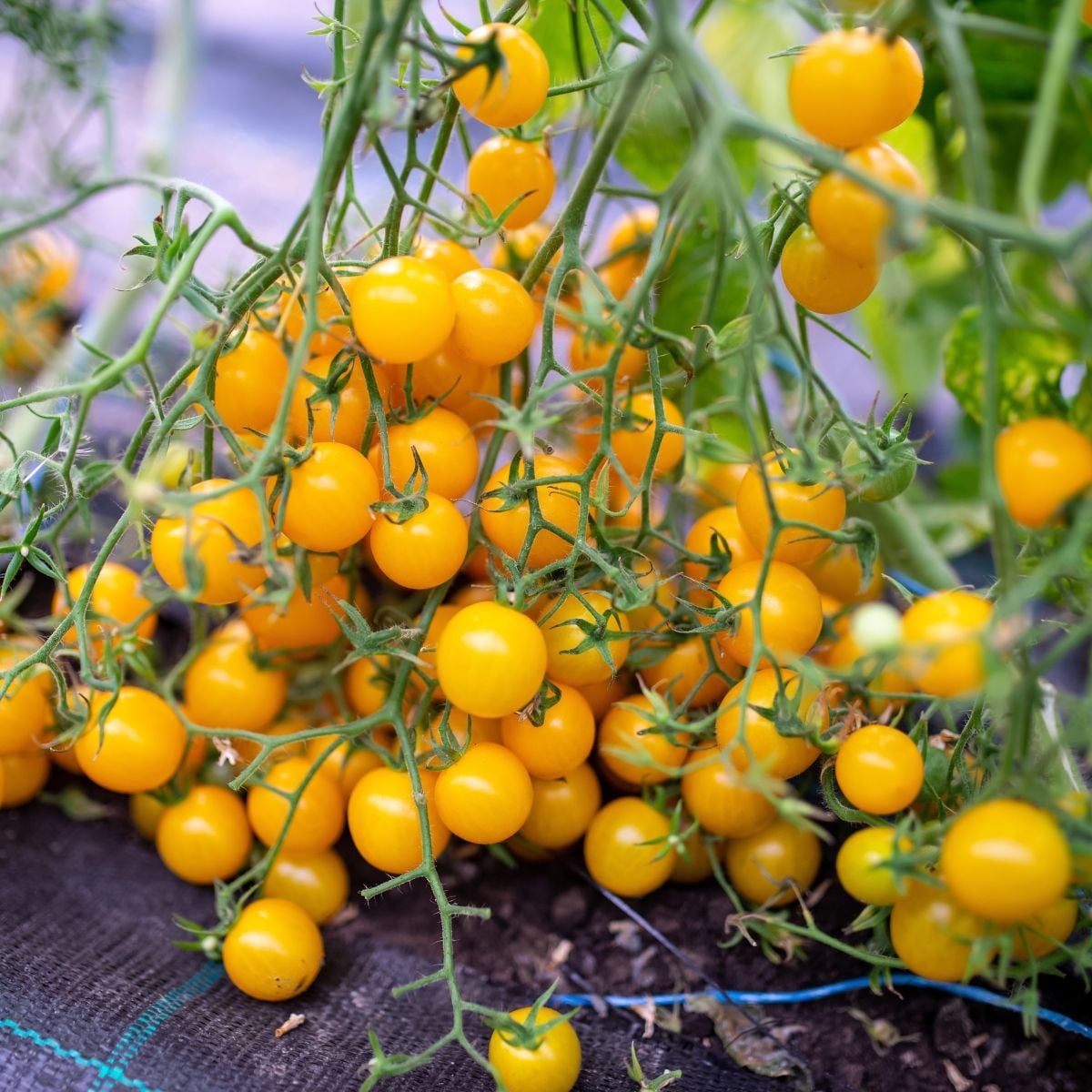 Paradajka Perlino žltá F1 - Solanum lycopersicum - semená paradajky - 6 ks