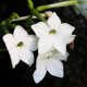 Tabak Saratoga biely F1 - Nicotiana x alata - semená tabaku - 30 ks
