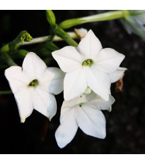 Tabak Saratoga biely F1 - Nicotiana x alata - semená tabaku - 30 ks