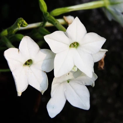 Tabak Saratoga biely F1 - Nicotiana x alata - semená tabaku - 30 ks
