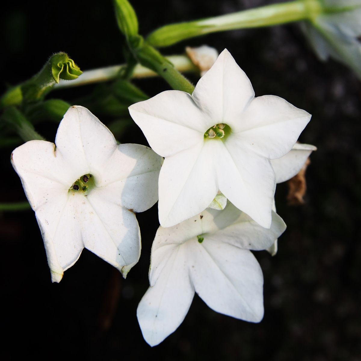 Tabak Saratoga biely F1 - Nicotiana x alata - semená tabaku - 30 ks